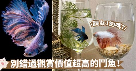 好看又好養的魚|新手養魚首選魚類有哪些？－風生水起「燈」好運。